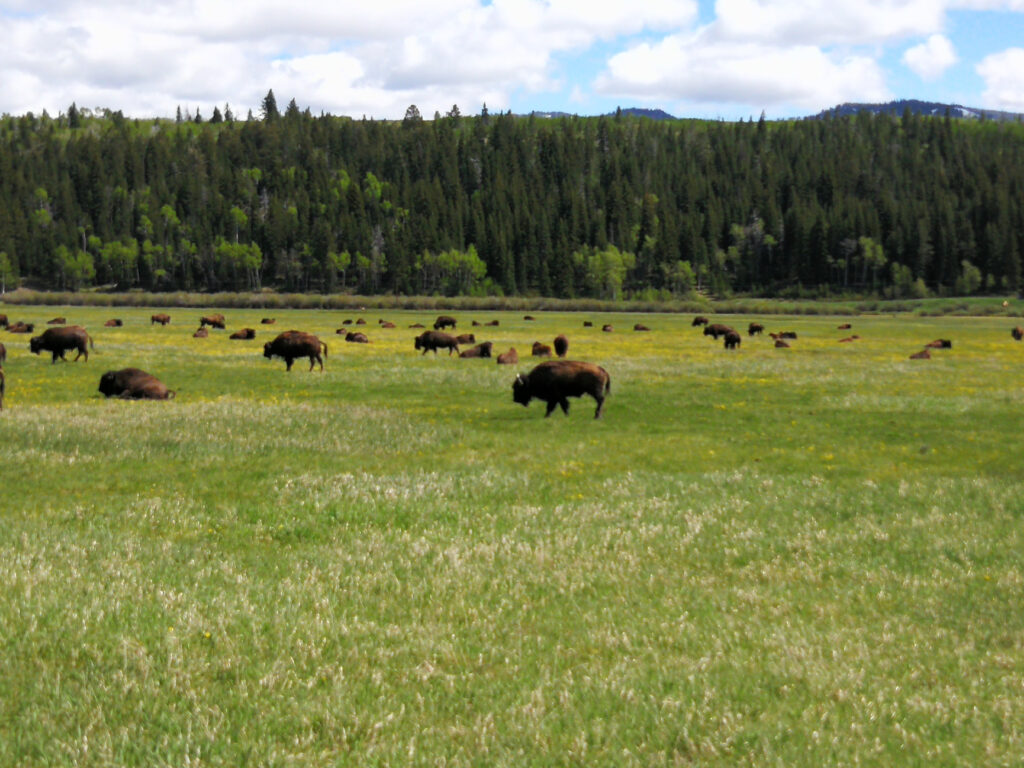 Bisons in the National Park